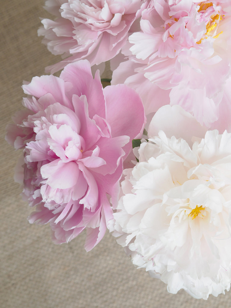 peonies