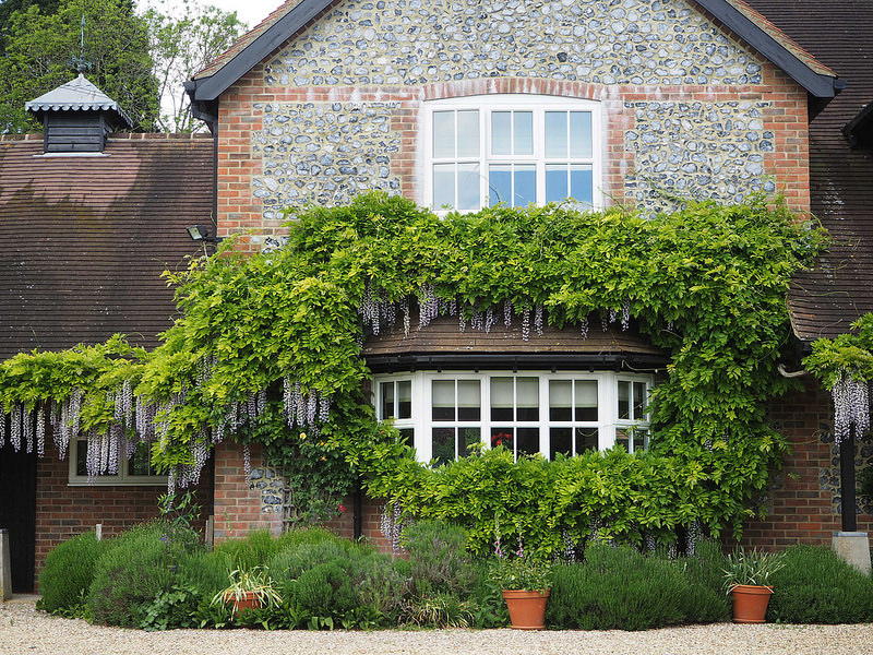 Chilbolton-wisteria