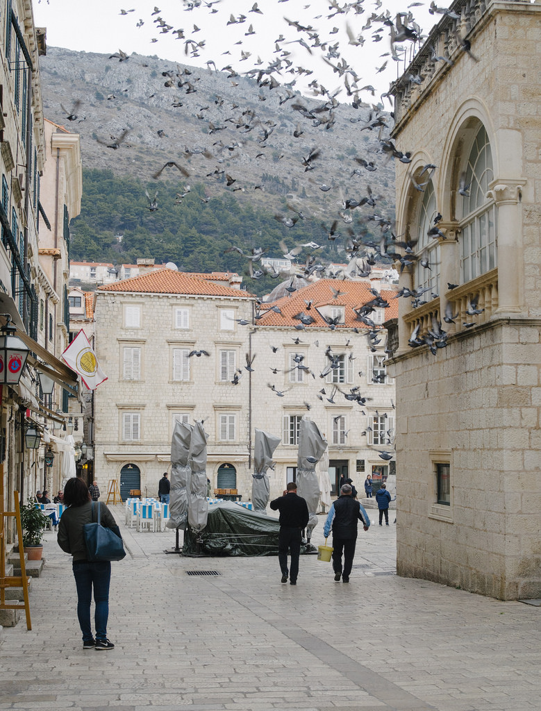 dubrovnik-pigeons