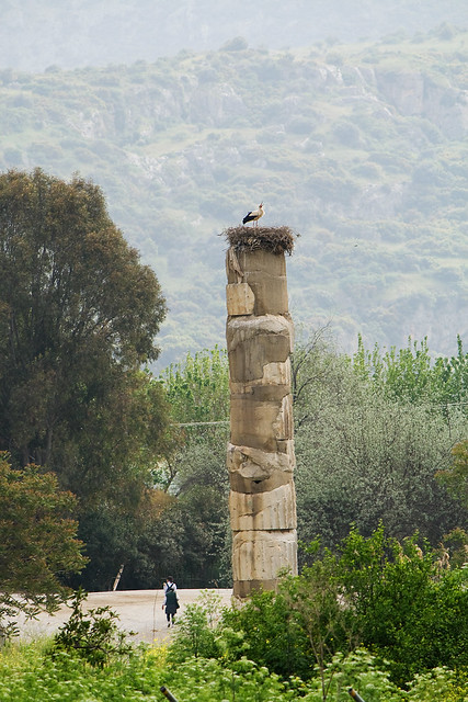 temple of artemis