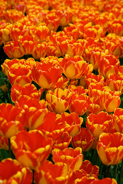 topkapi  - tulips