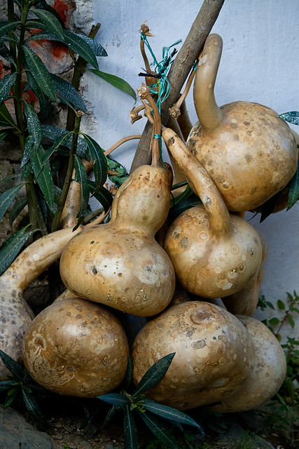 gourd
