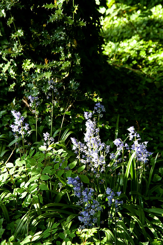 flowers2