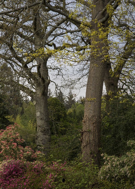 hilliers-trees