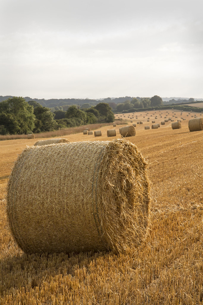 Tolpuddle-hay-3