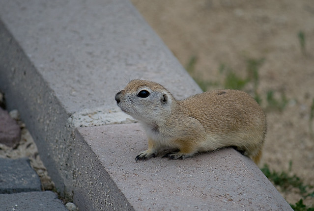 critter