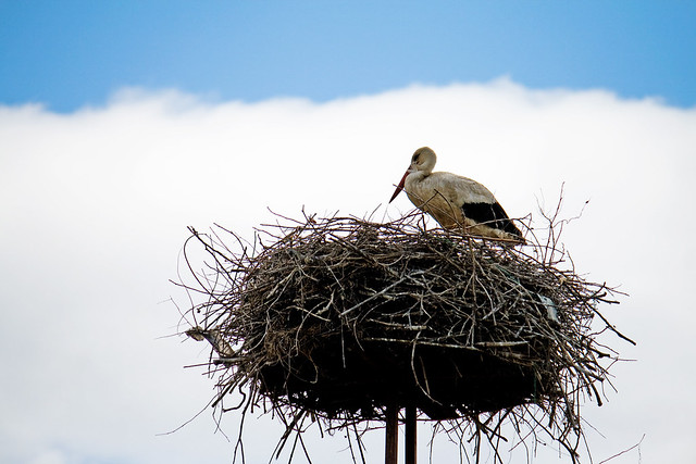 stork1