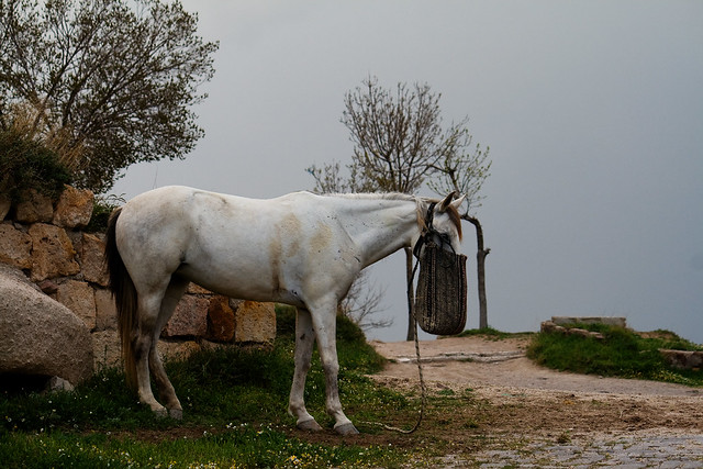 horse