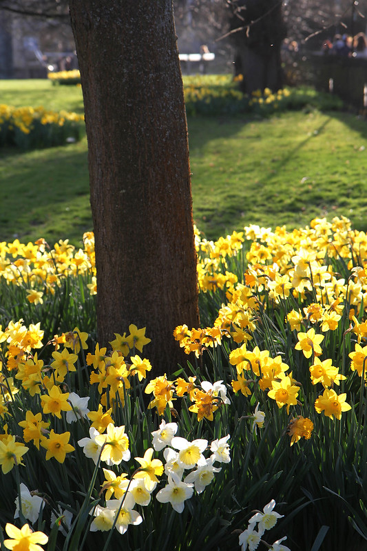 daffodils2