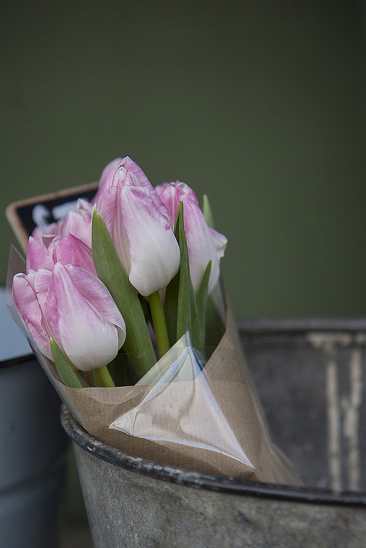 tulips2-web