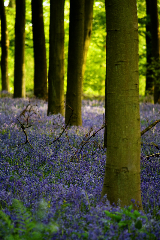 bluebells-trunks3