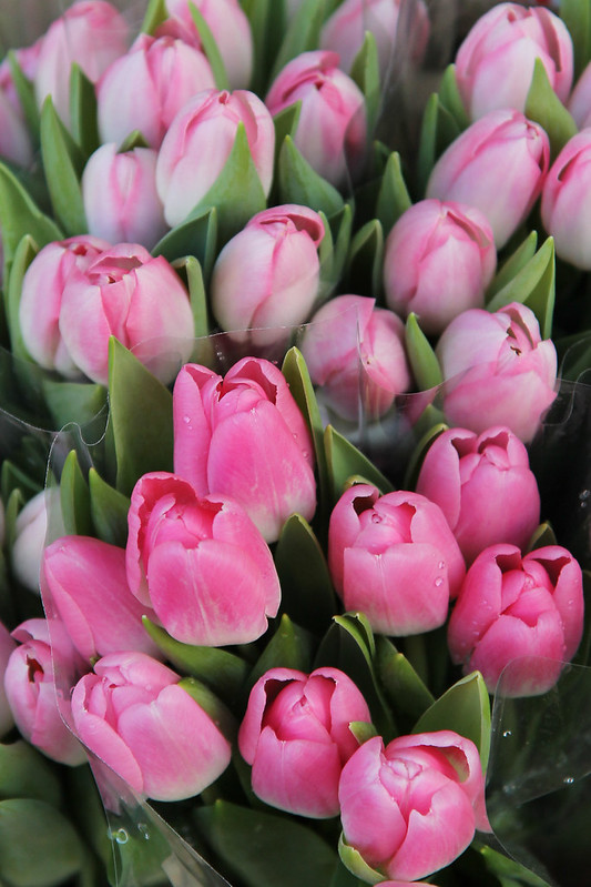 tulips