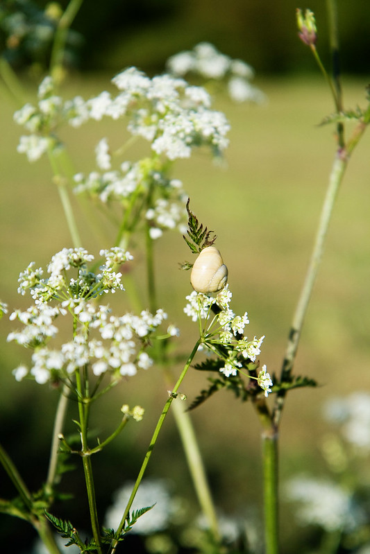 snail
