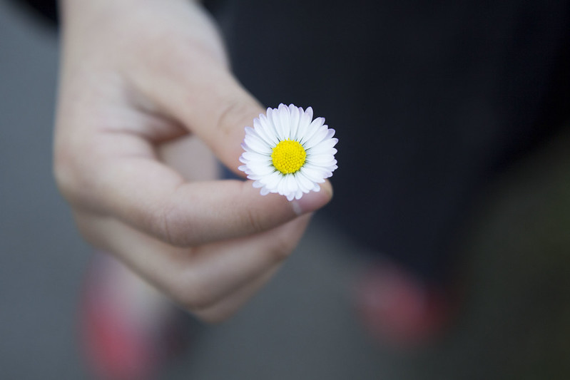daisy