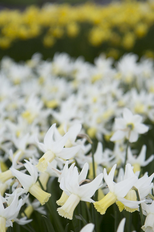 daffodils3