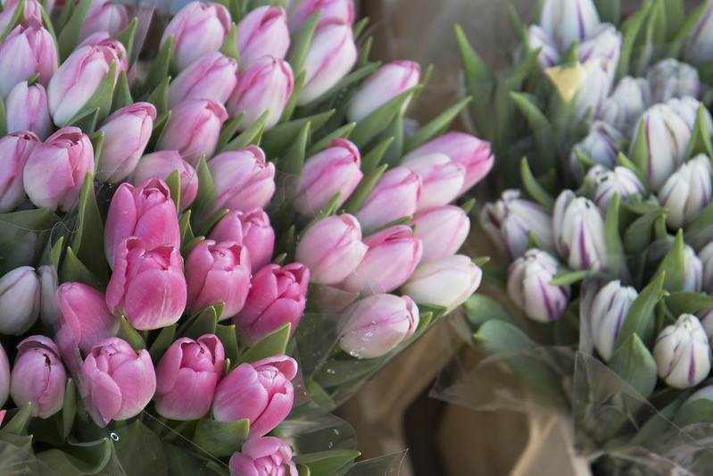 tulips2