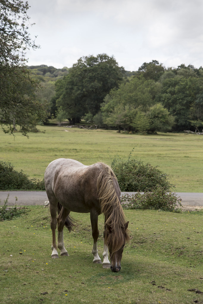 horse