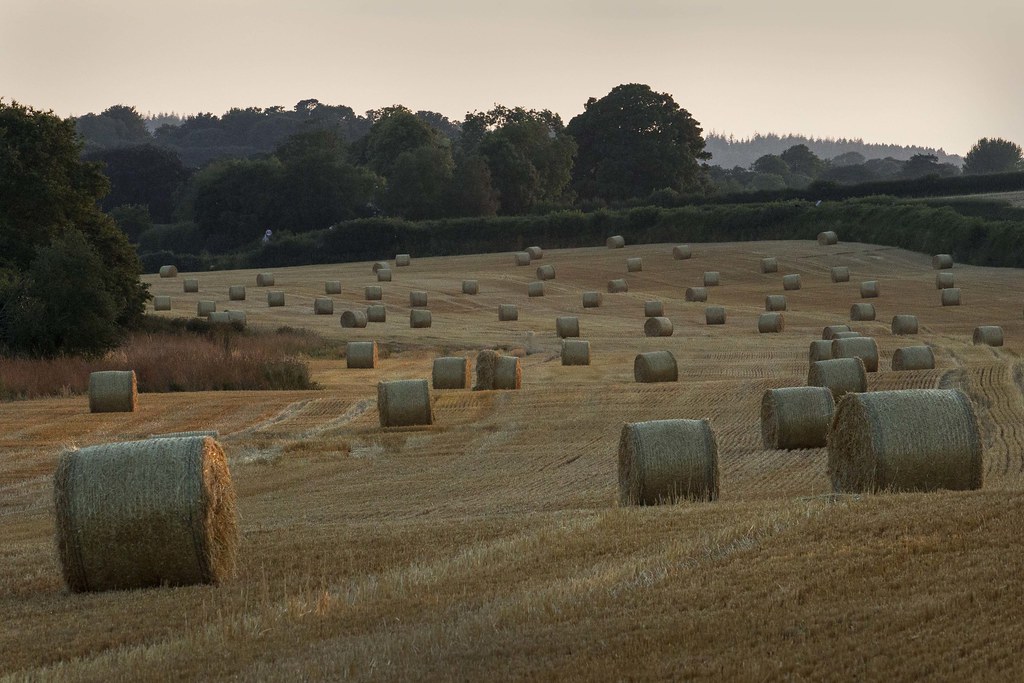 Tolpuddle-hay-1