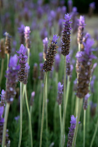 lavender
