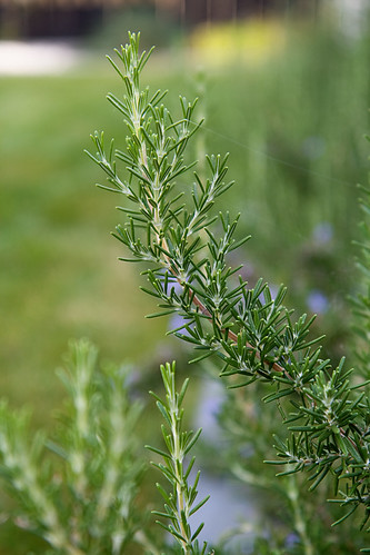 rosemary