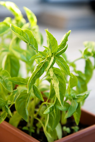 basil