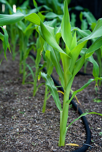 corn