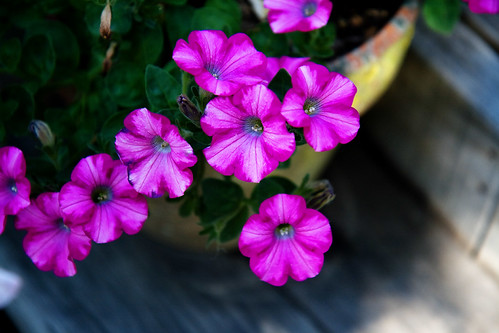 raspberry cafe flowers2
