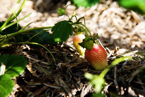 strawberry