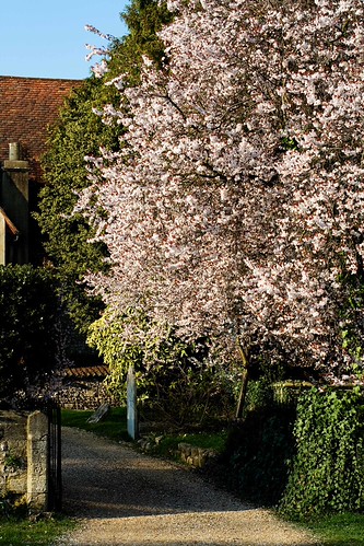 cherry blossoms