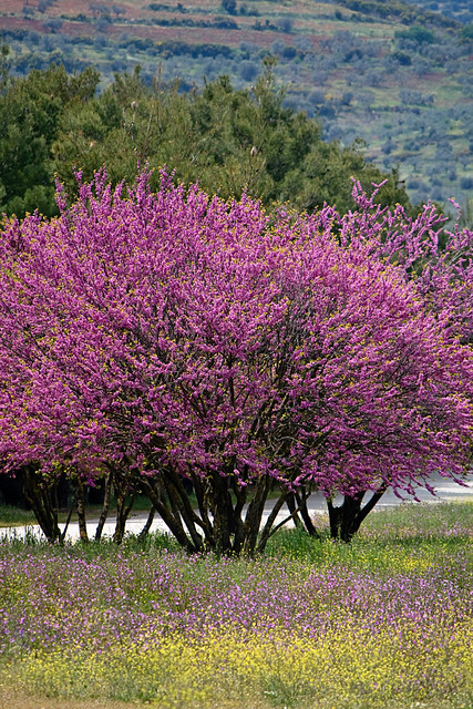 epidavros - tree
