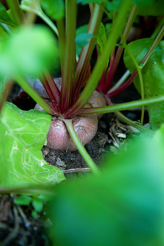 beetroot