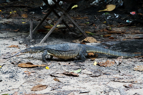 biawak