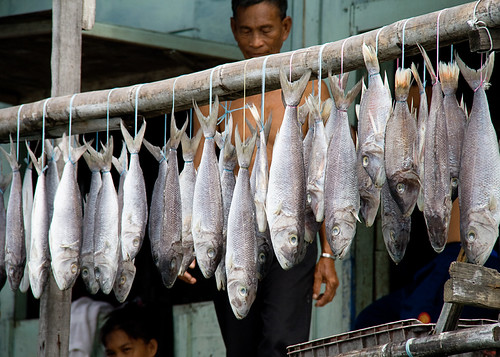 kampung-fish1