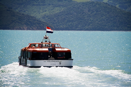 akaroa dolphins