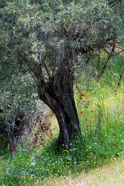 epidavros - tree3