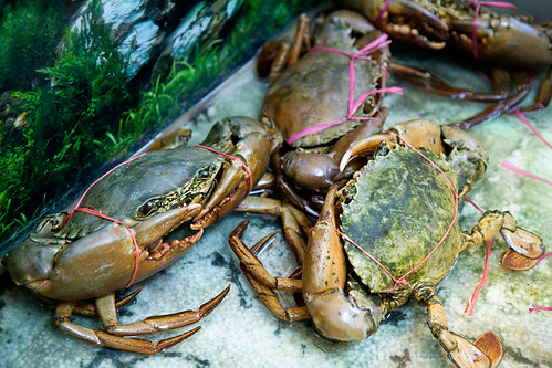 crabs