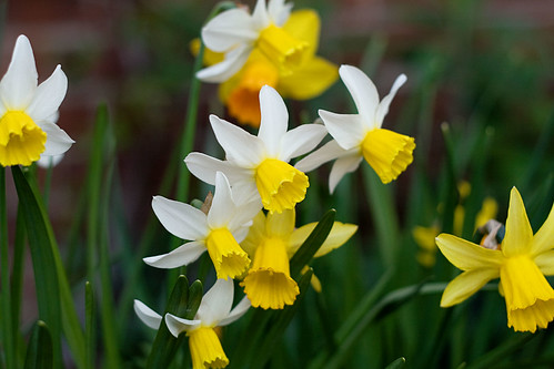 daffodils1