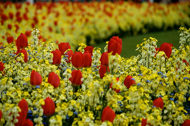 london - buckingham tulips