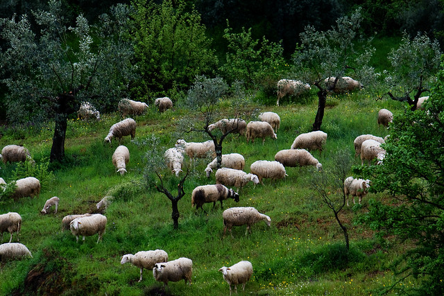 sheep1