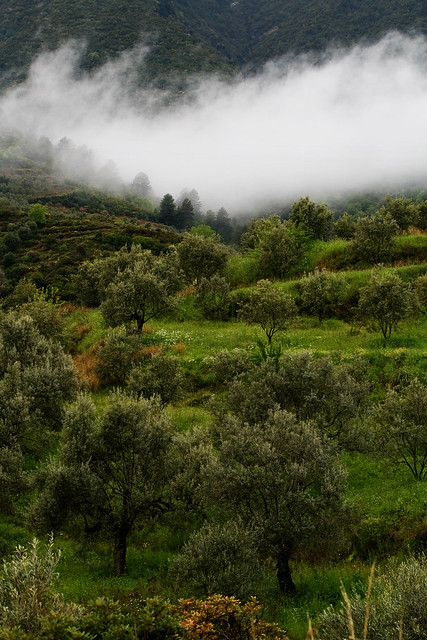 olive grove1