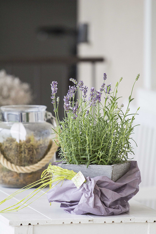 lavender1