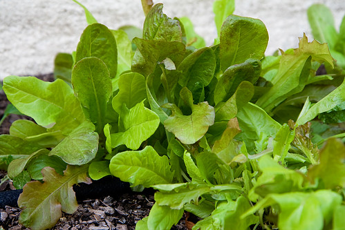 lettuce