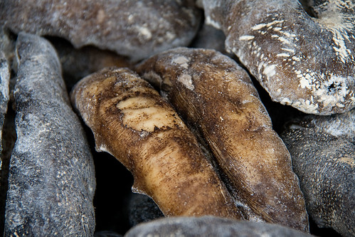 sea cucumber
