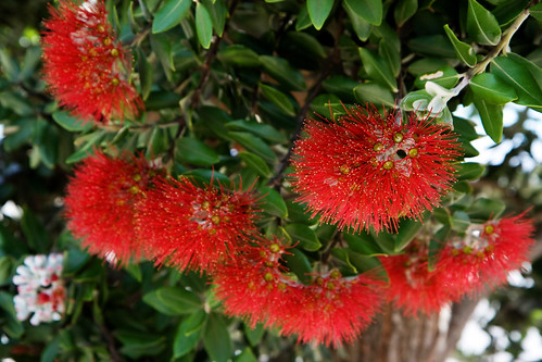 pohutukawa1