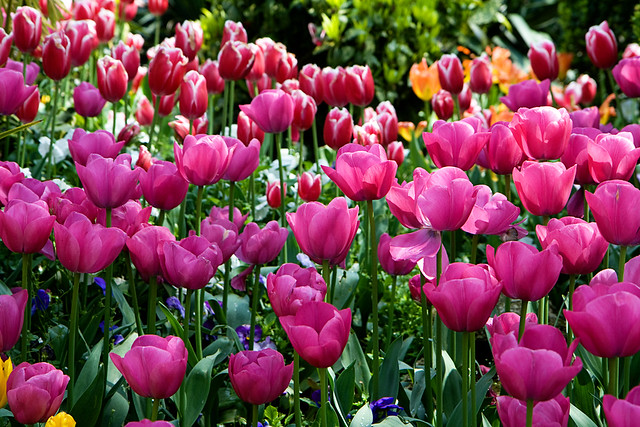 tulips