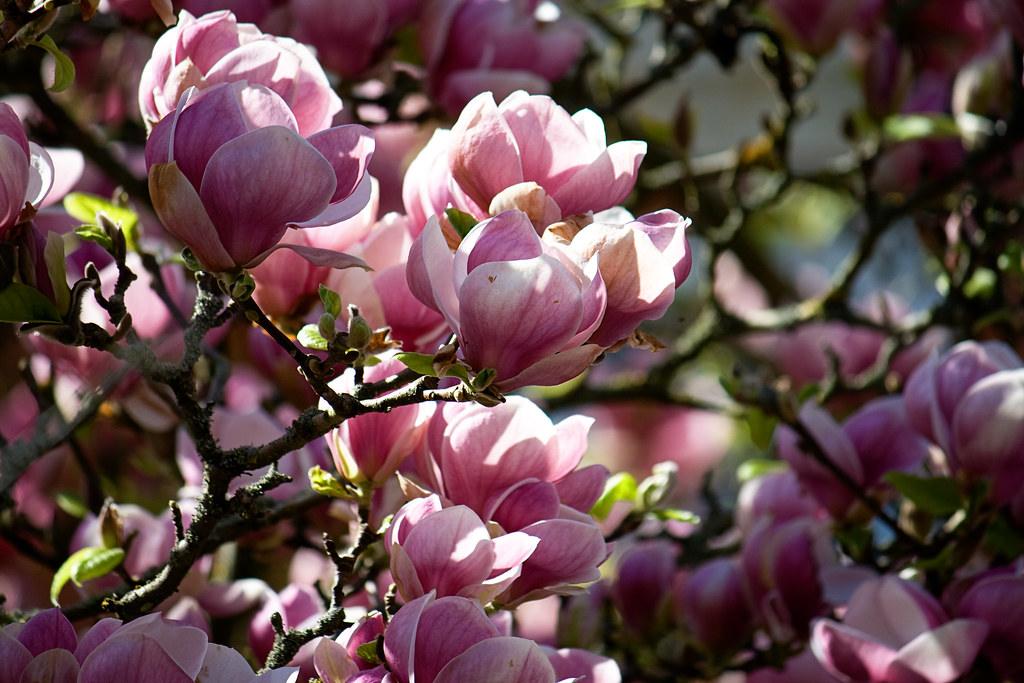 magnolia