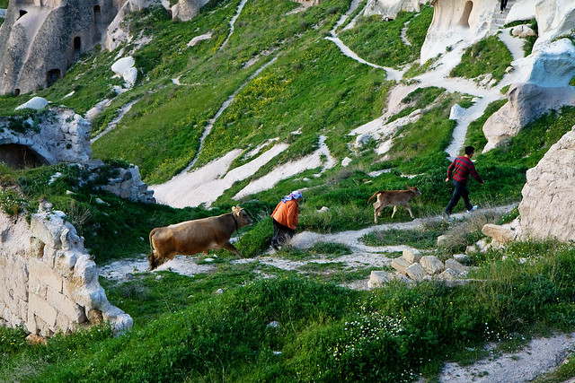 cows