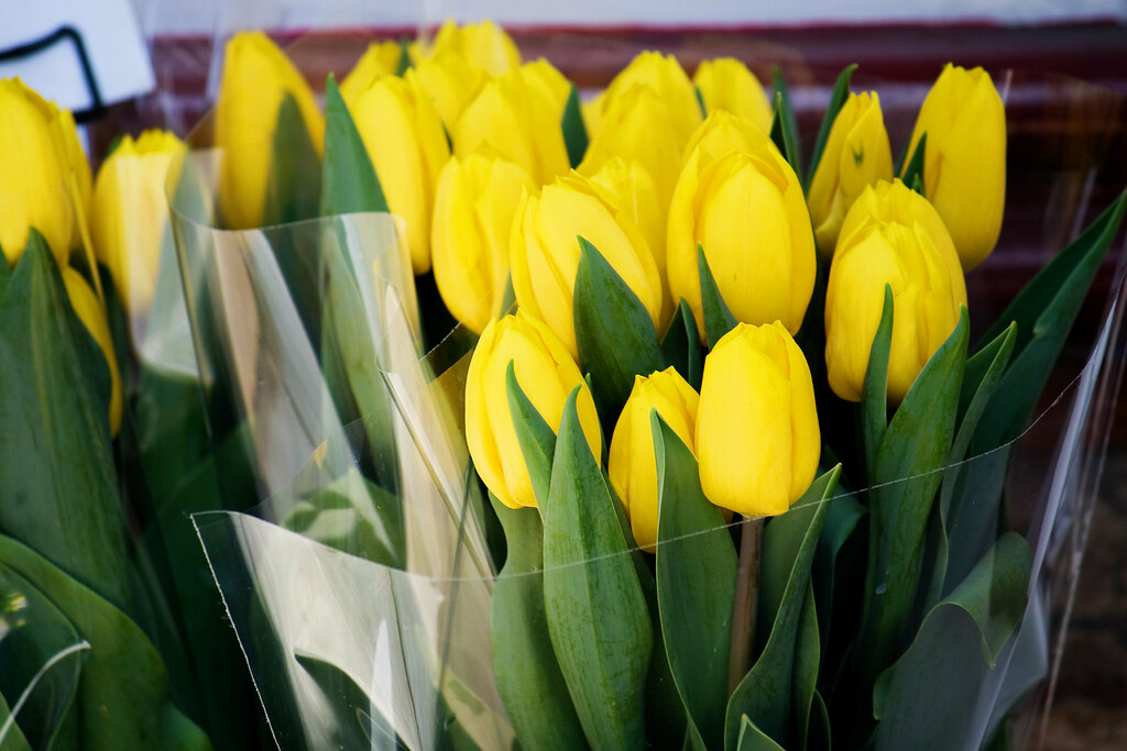 tulips3