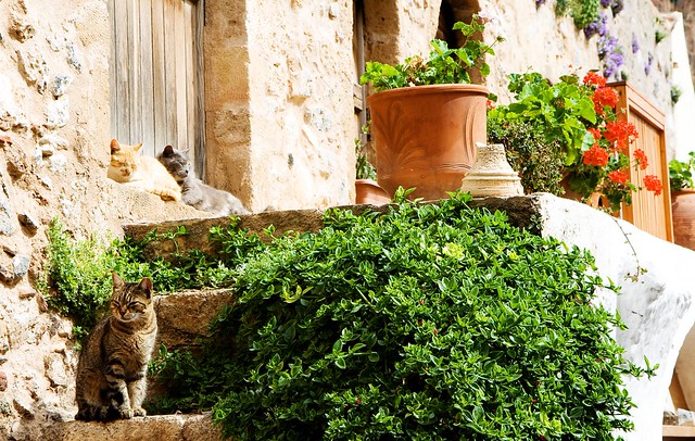 monemvasia cats