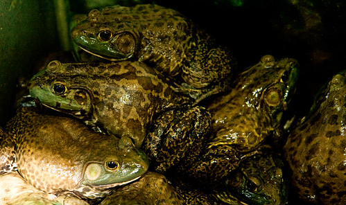 frogs